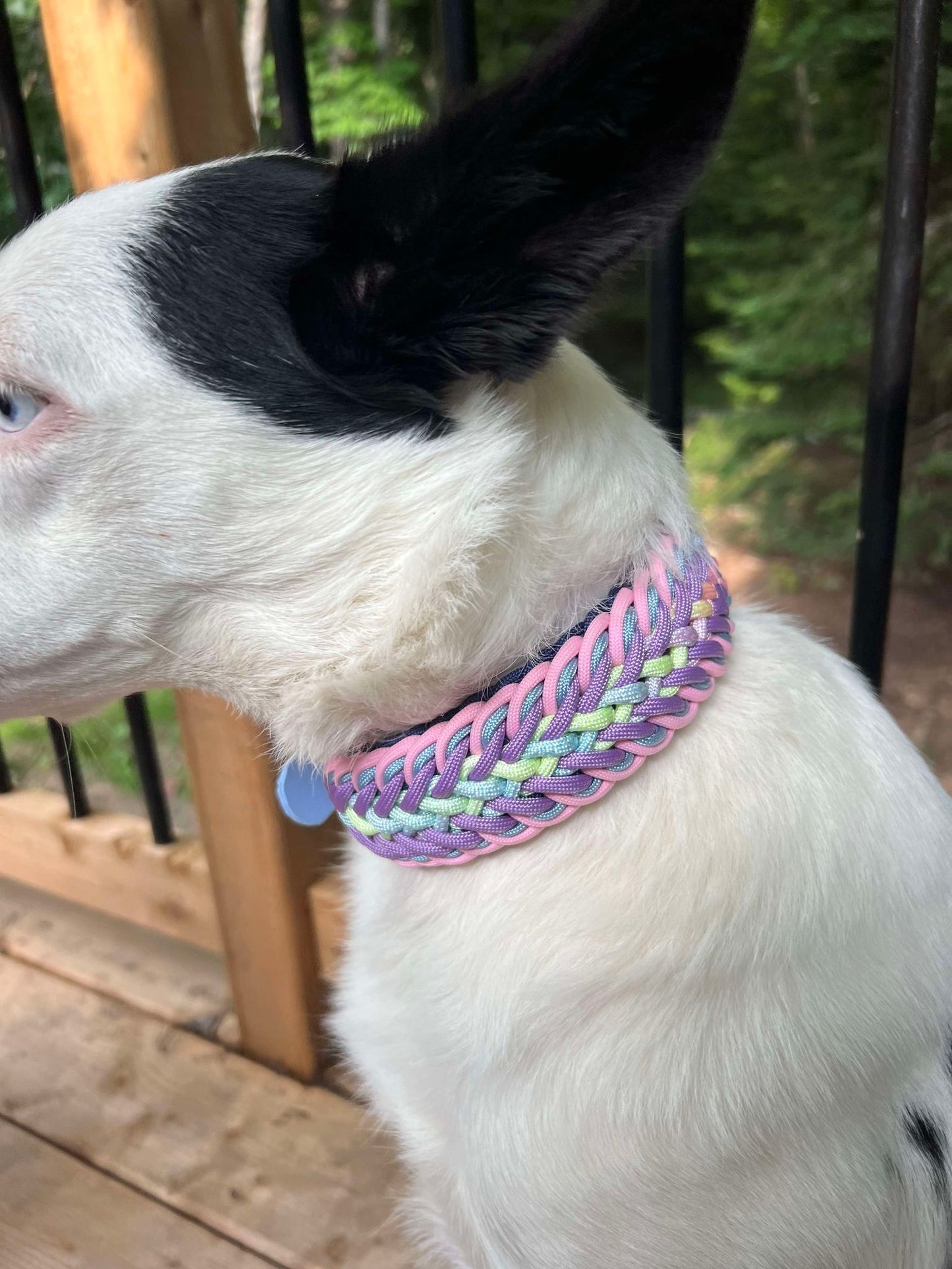 Sorbet Dream Collar (12"-15")