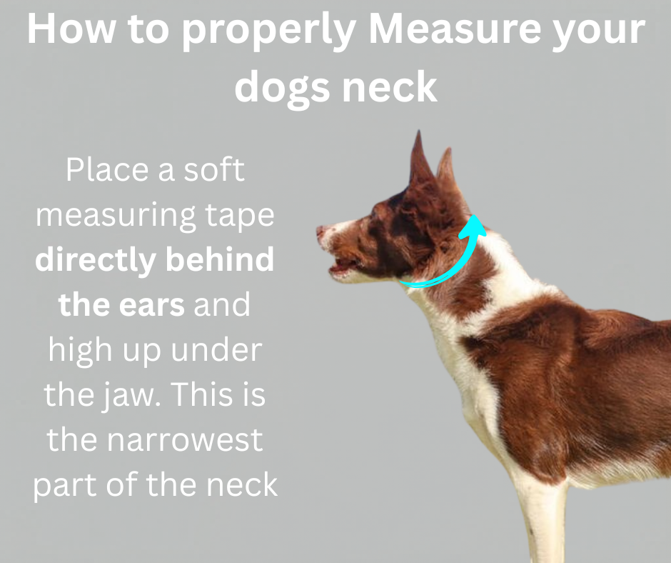 1" Fleece Lined Flat Collar