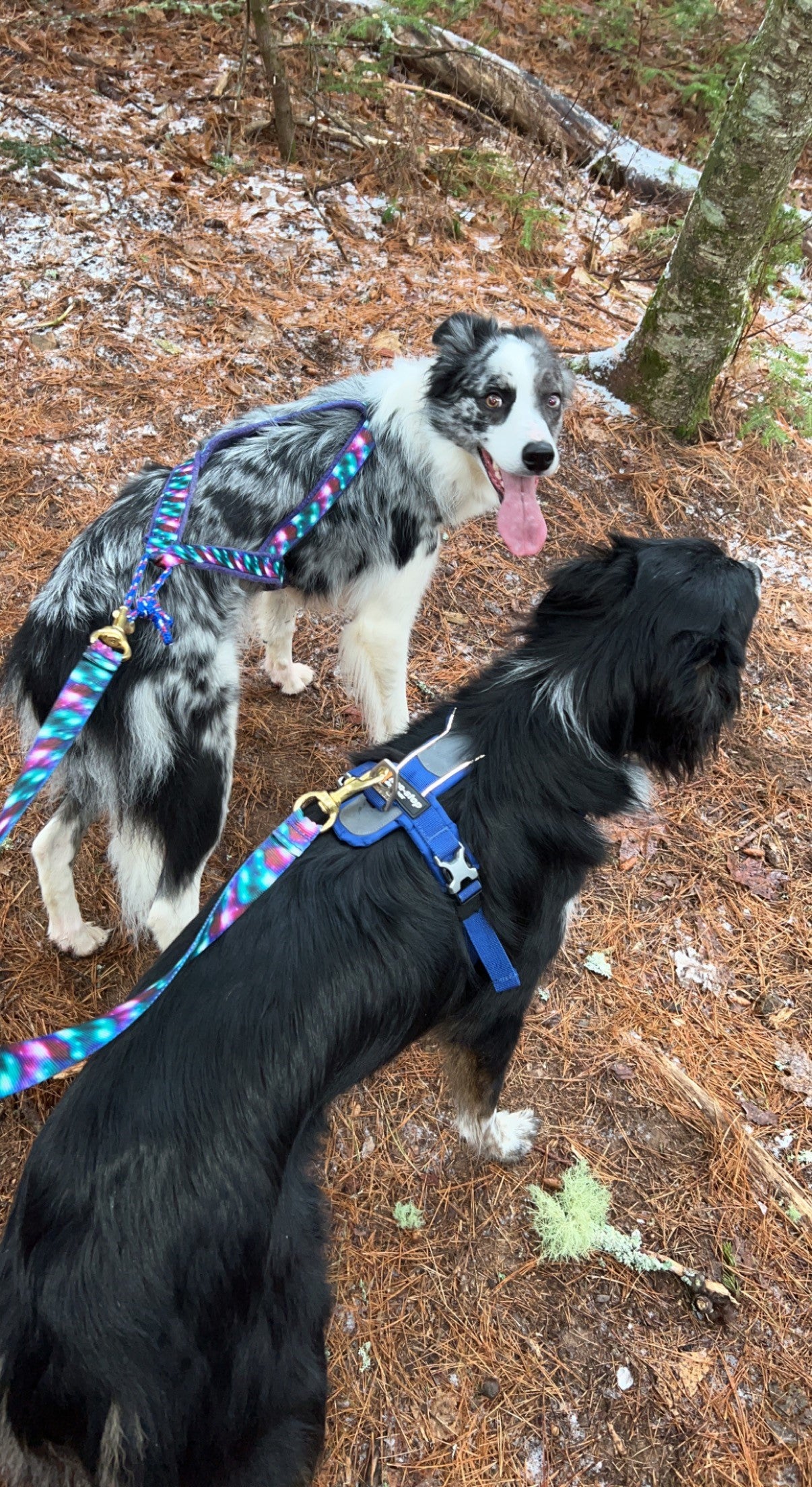 2-Dog Bungee Leash/Mushing Line