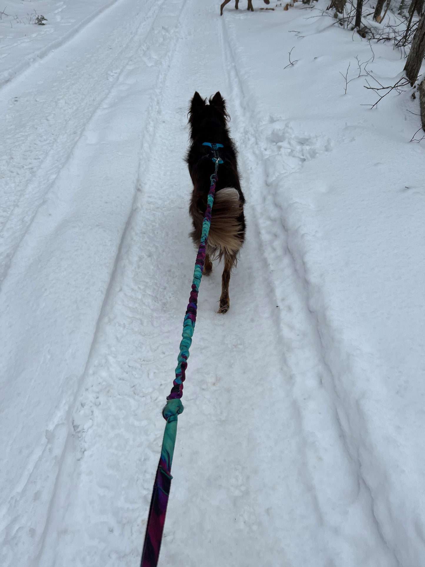 Bungee Leash/Mushing Line